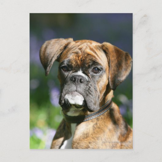 Boxer Dog Headshot Briefkaart (Voorkant)