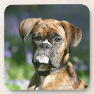 Boxer Dog Headshot Drankjes Onderzetter