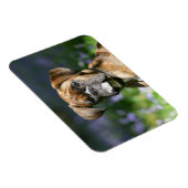Boxer Dog Headshot Magneet (Rechterzijde)