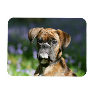 Boxer Dog Headshot Magneet