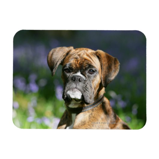 Boxer Dog Headshot Magneet (Horizontaal)