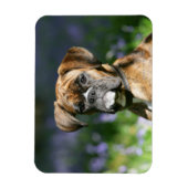 Boxer Dog Headshot Magneet (Verticaal)