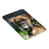 Boxer Dog Headshot Magneet (Rechterzijde)