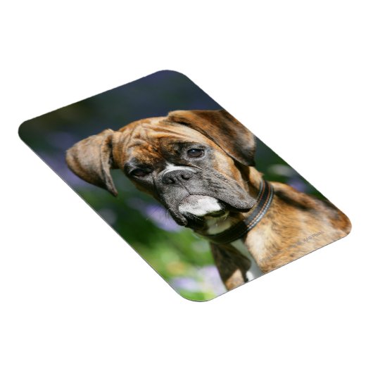 Boxer Dog Headshot Magneet (Rechterzijde)