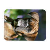 Boxer Dog Headshot Magneet (Horizontaal)