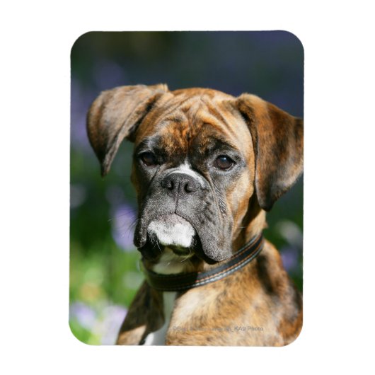 Boxer Dog Headshot Magneet (Verticaal)