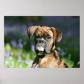 Boxer Dog Headshot Poster (Voorkant)
