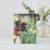 Boxer Dog in Daffodils Briefkaart (Staand voorkant)