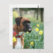 Boxer Dog in Daffodils Briefkaart (Voorkant / Achterkant)