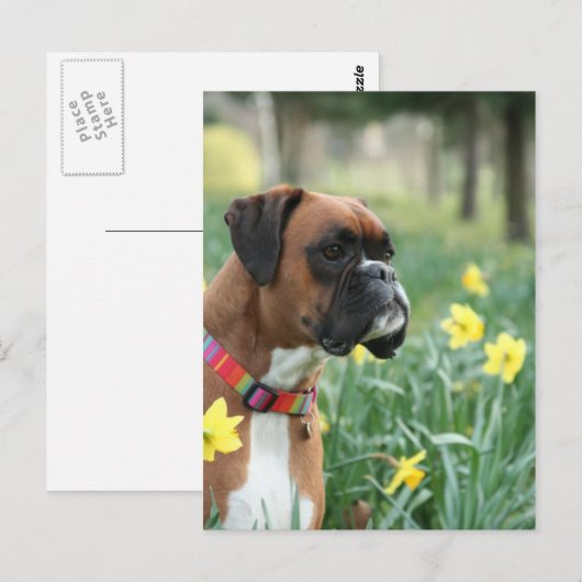 Boxer Dog in Daffodils Briefkaart (Voorkant / Achterkant)