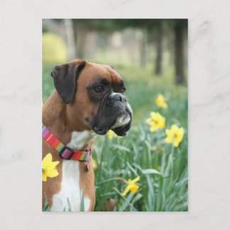 Boxer Dog in Daffodils Briefkaart