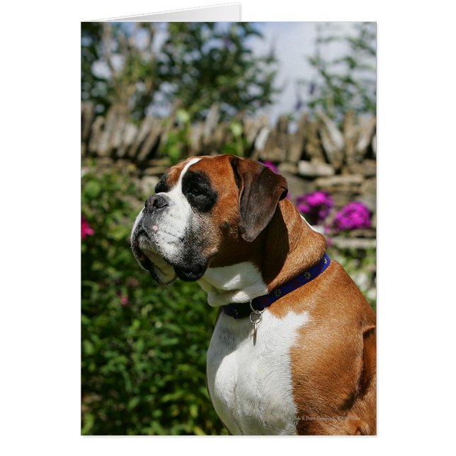 Boxer Dog in de bloemen (Voorkant)