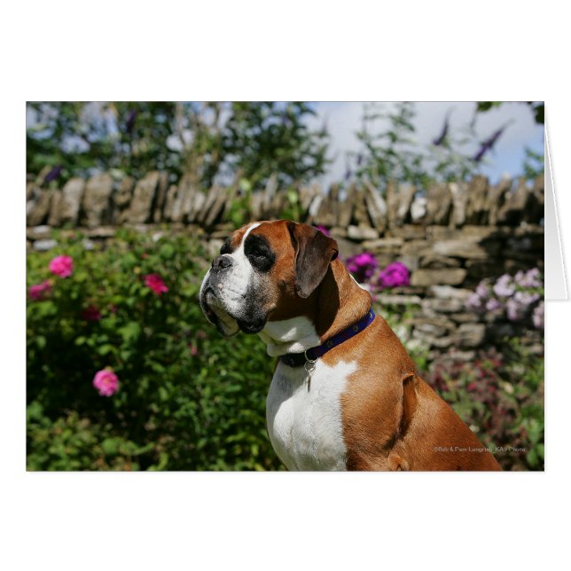 Boxer Dog in de bloemen (Voorkant Horizontaal)