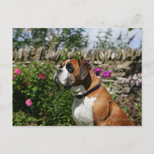 Boxer Dog in de bloemen Briefkaart (Voorkant)
