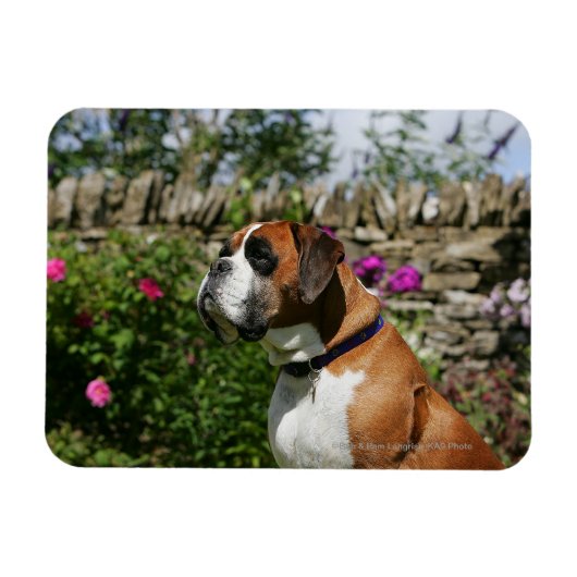 Boxer Dog in de bloemen Magneet (Horizontaal)