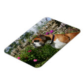 Boxer Dog in de bloemen Magneet (Linkerzijde)
