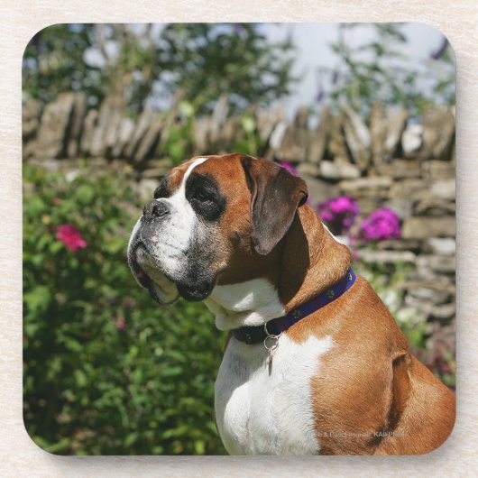 Boxer Dog in de bloemen Onderzetter (Voorkant)