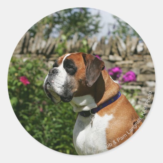 Boxer Dog in de bloemen Ronde Sticker (Voorkant)