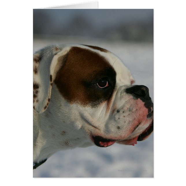 Boxer Dog in de sneeuw (Voorkant)
