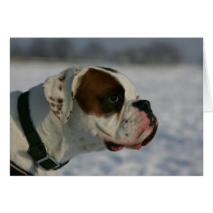 Boxer Dog in de sneeuw