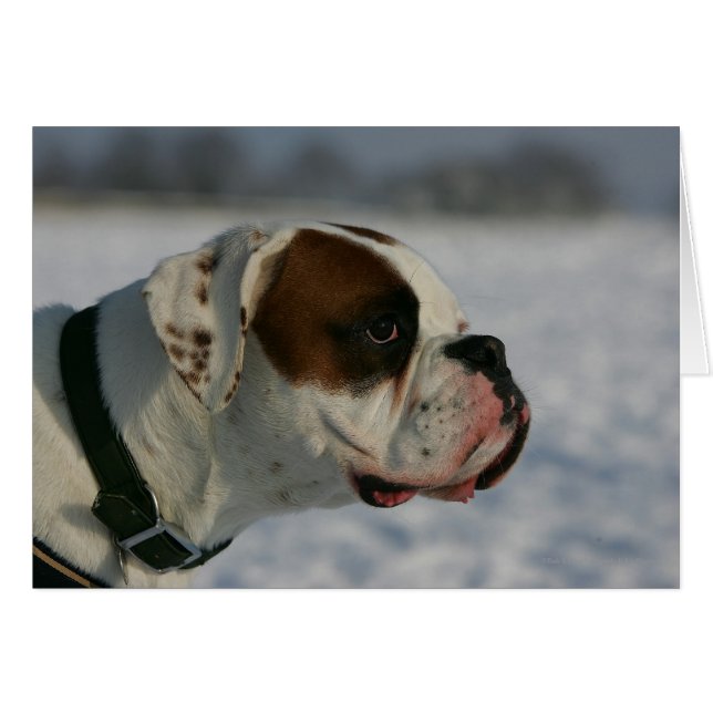 Boxer Dog in de sneeuw (Voorkant Horizontaal)