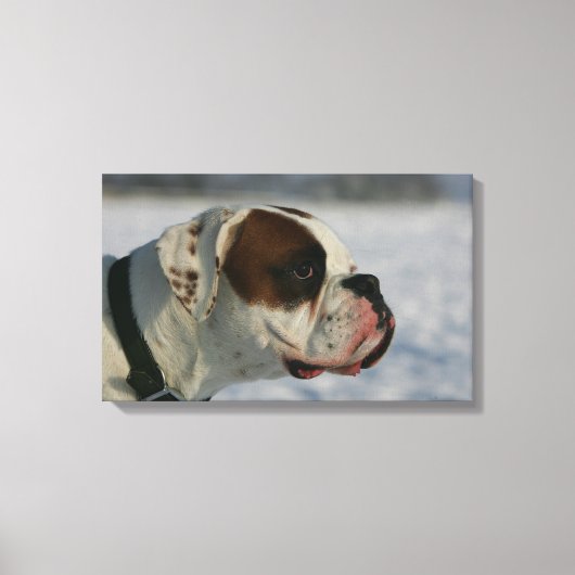 Boxer Dog in de sneeuw Canvas Afdruk (Voorkant)