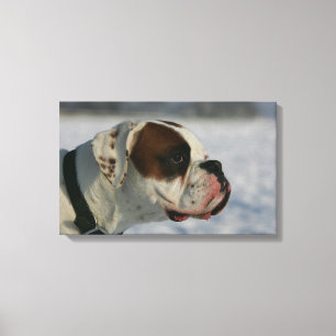 Boxer Dog in de sneeuw Canvas Afdruk