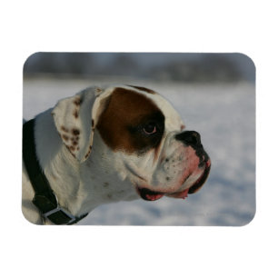 Boxer Dog in de sneeuw Magneet