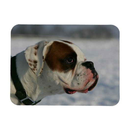 Boxer Dog in de sneeuw Magneet (Horizontaal)