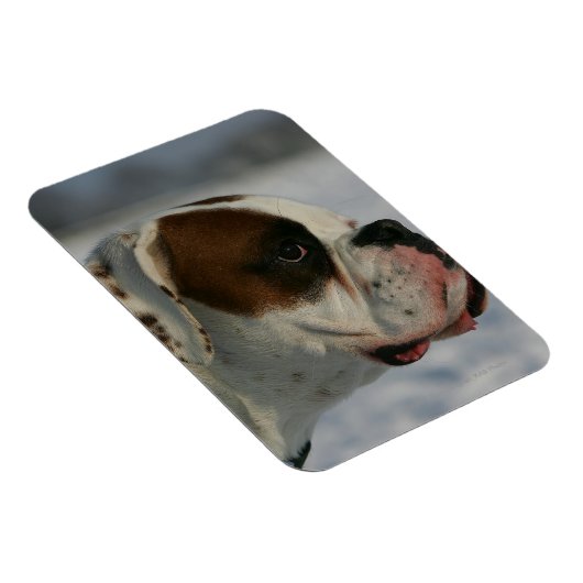 Boxer Dog in de sneeuw Magneet (Rechterzijde)