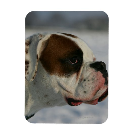 Boxer Dog in de sneeuw Magneet (Verticaal)