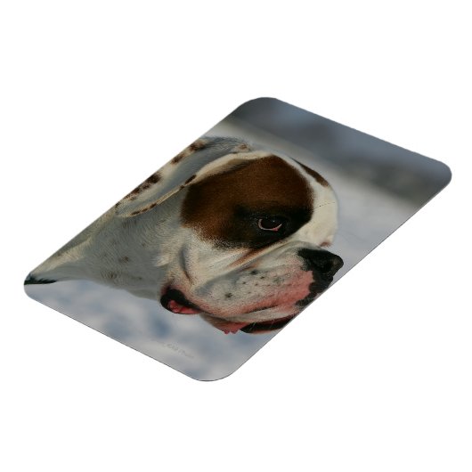 Boxer Dog in de sneeuw Magneet (Linkerzijde)