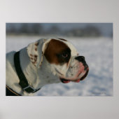 Boxer Dog in de sneeuw Poster (Voorkant)