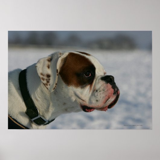 Boxer Dog in de sneeuw Poster (Voorkant)