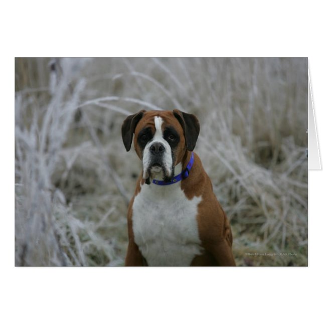 Boxer Dog in de vorst (Voorkant Horizontaal)