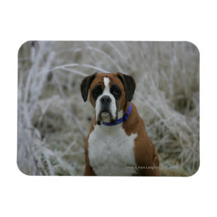 Boxer Dog in de vorst Magneet