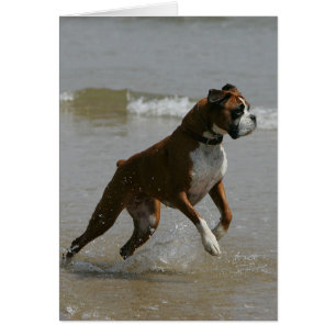 Boxer Dog in water