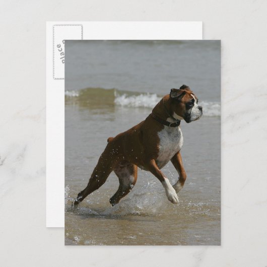 Boxer Dog in water Briefkaart (Voorkant / Achterkant)