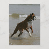 Boxer Dog in water Briefkaart (Voorkant)