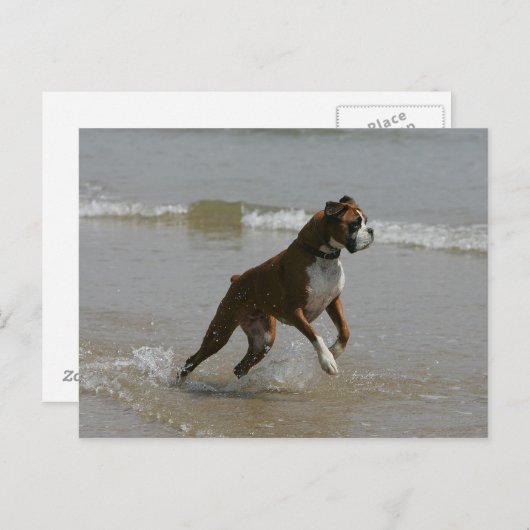 Boxer Dog in water Briefkaart (Voorkant / Achterkant)