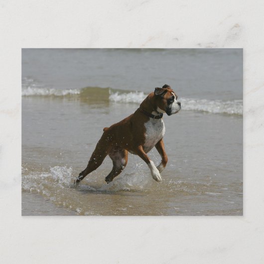Boxer Dog in water Briefkaart (Voorkant)