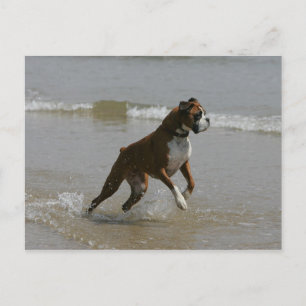 Boxer Dog in water Briefkaart