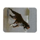 Boxer Dog in water Magneet (Horizontaal)