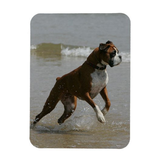 Boxer Dog in water Magneet (Verticaal)