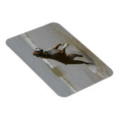 Boxer Dog in water Magneet (Rechterzijde)