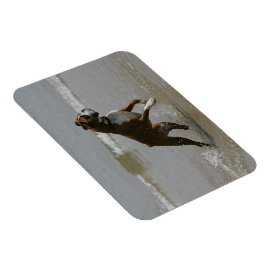 Boxer Dog in water Magneet (Rechterzijde)