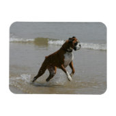 Boxer Dog in water Magneet (Horizontaal)