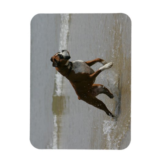 Boxer Dog in water Magneet (Verticaal)