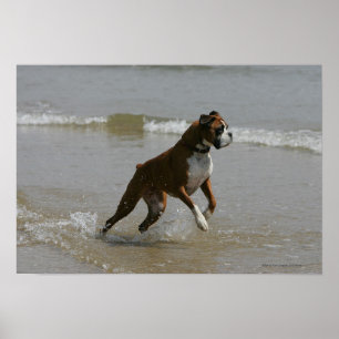 Boxer Dog in water Poster