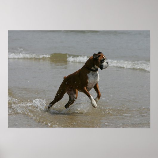Boxer Dog in water Poster (Voorkant)